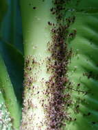 Image of Banana aphid