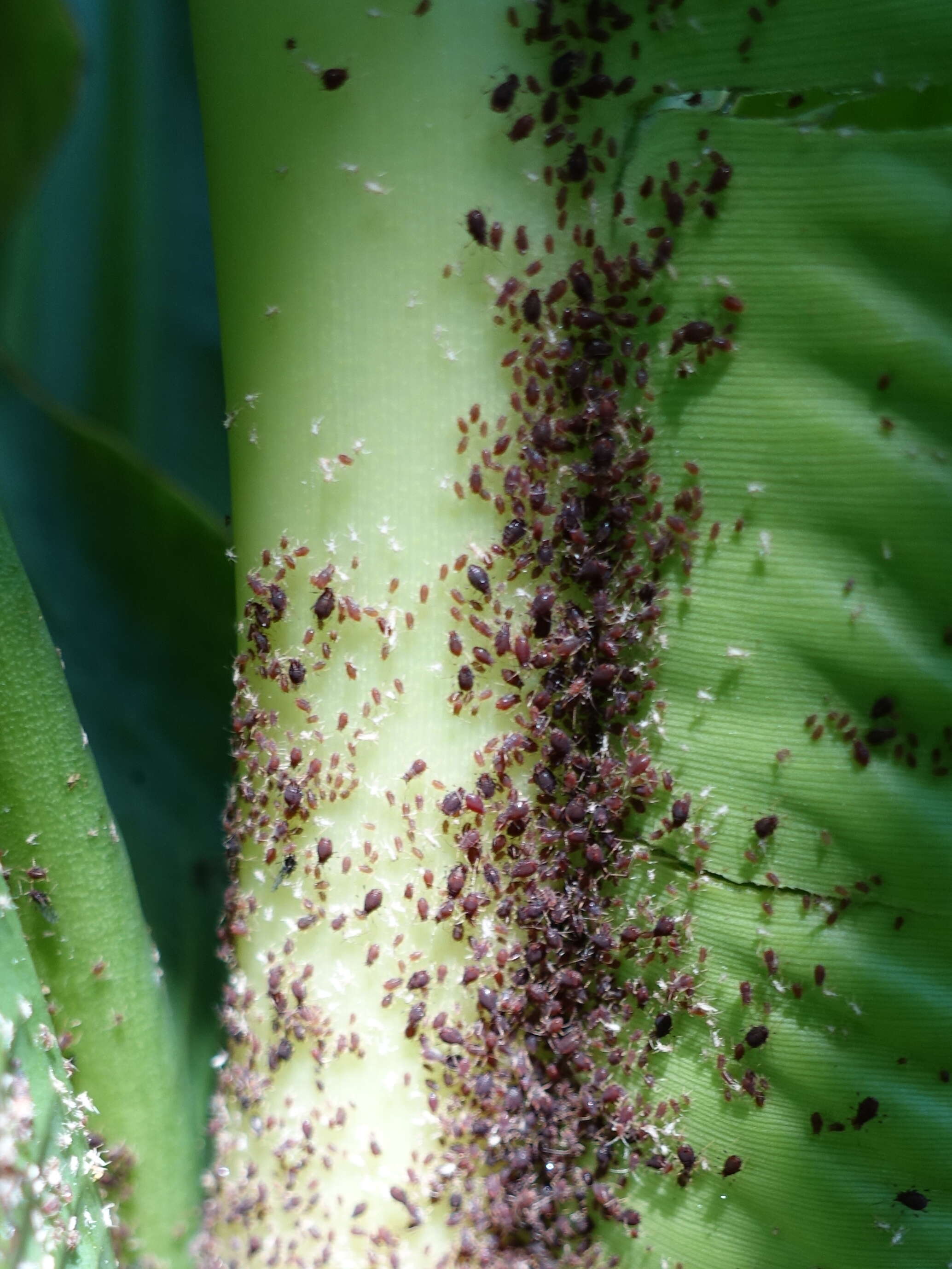 Image of Banana aphid