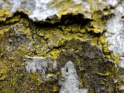 Image of eggyolk lichen