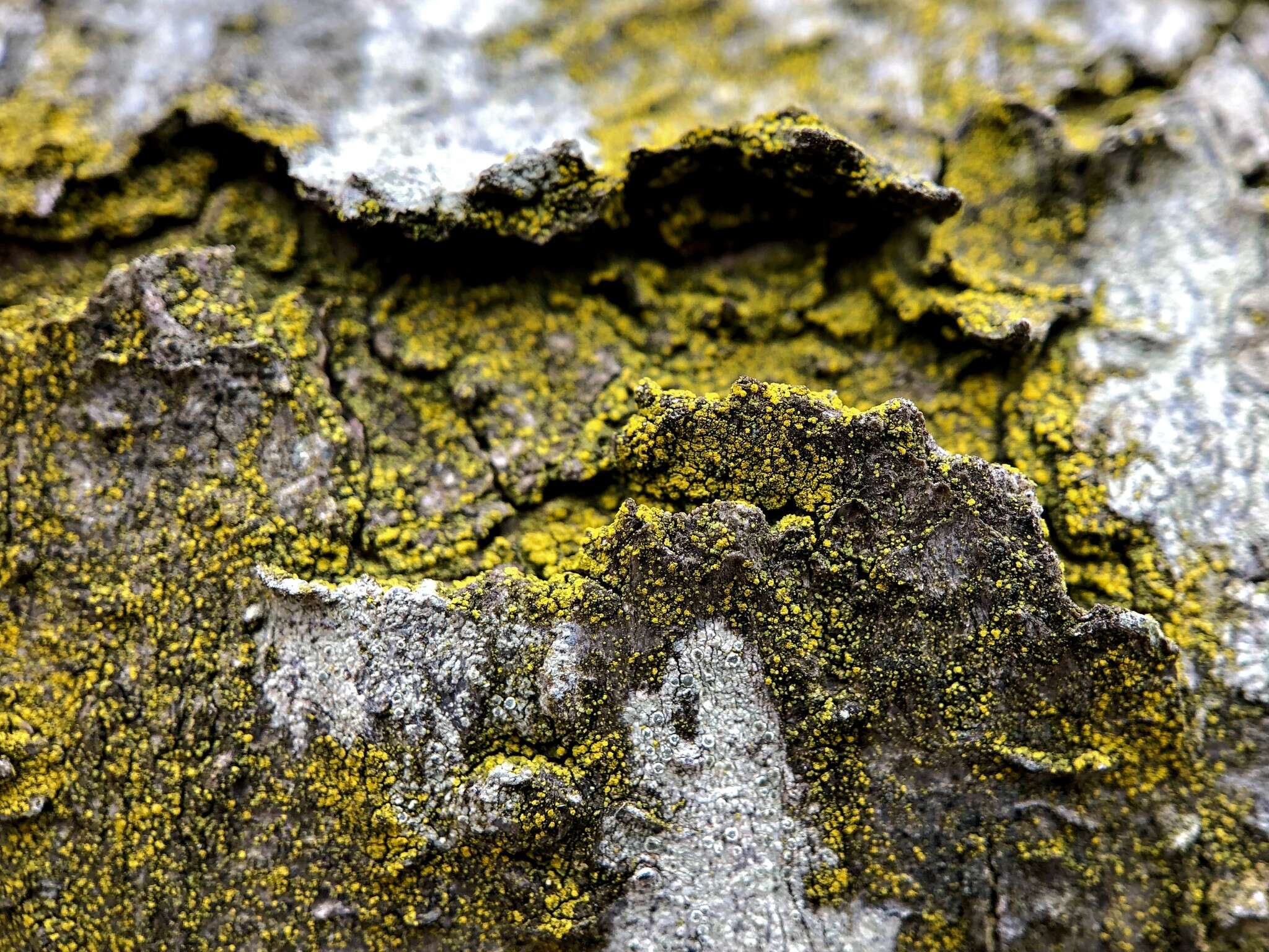 Image of eggyolk lichen