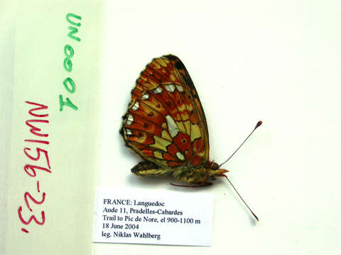 Image of Boloria euphrosyne