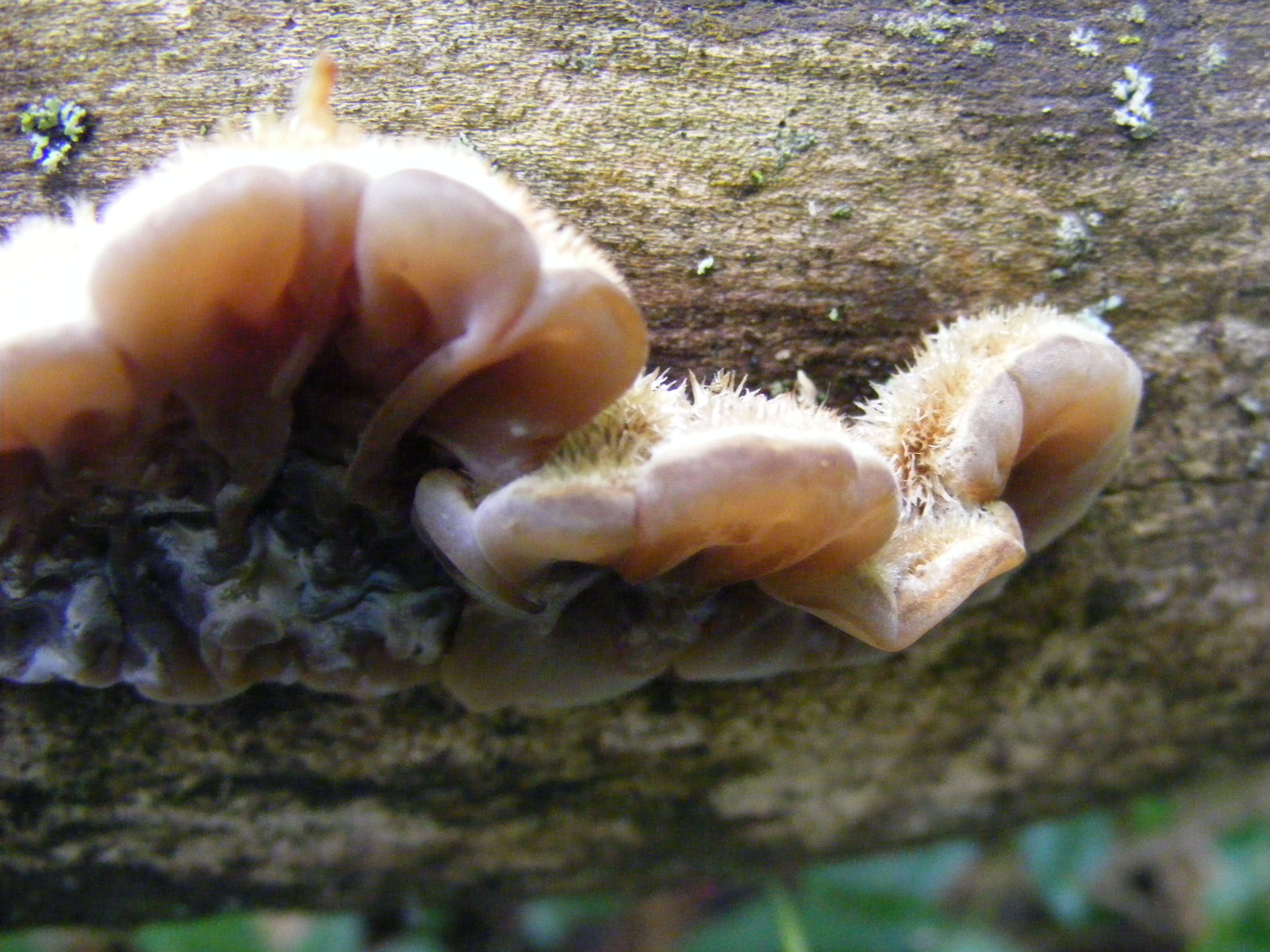 Image of Auricularia mesenterica (Dicks.) Pers. 1822