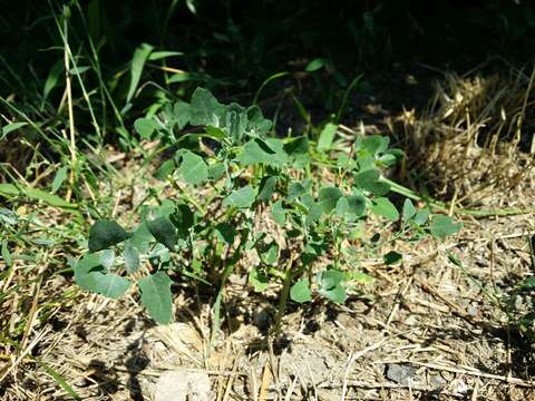 Plancia ëd Chenopodium opulifolium Schrader