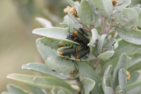 18.https www inaturalist org photos 2974430.580x360