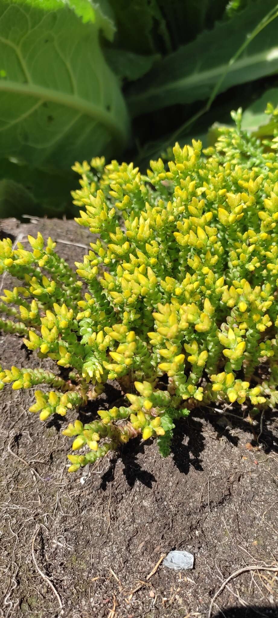 Image of Biting Stonecrop