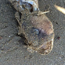 Image of Anarrhichthys ocellatus Ayres 1855