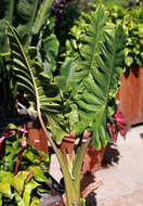 Image of Alocasia portei Schott