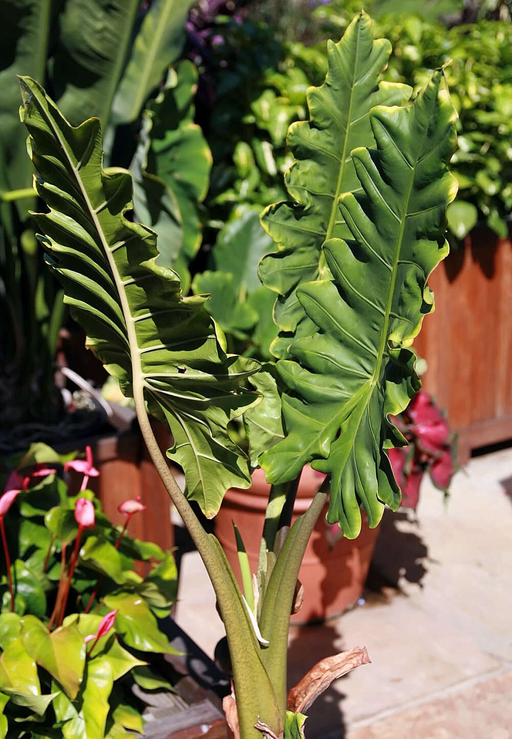 Image of Alocasia portei Schott