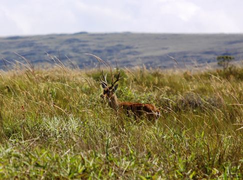 Image of Pampas Deer