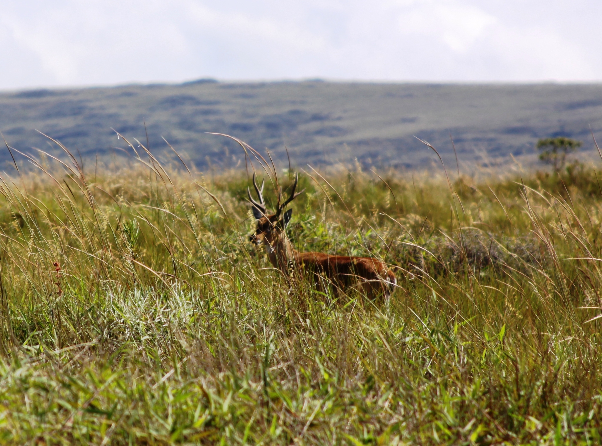 Image of Pampas Deer