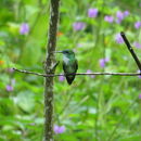 Image of White-chested Emerald