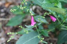 Image of Strobilanthes cusia (Nees) O. Kuntze