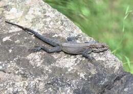 Image of Kashmir Rock Agama