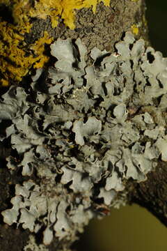 Image of Hammered shield lichen