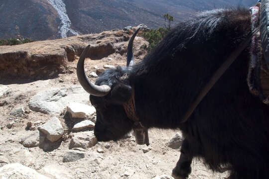 Image of yak