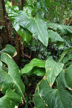 Image of Anthurium watermaliense L. H. Bailey & Nash