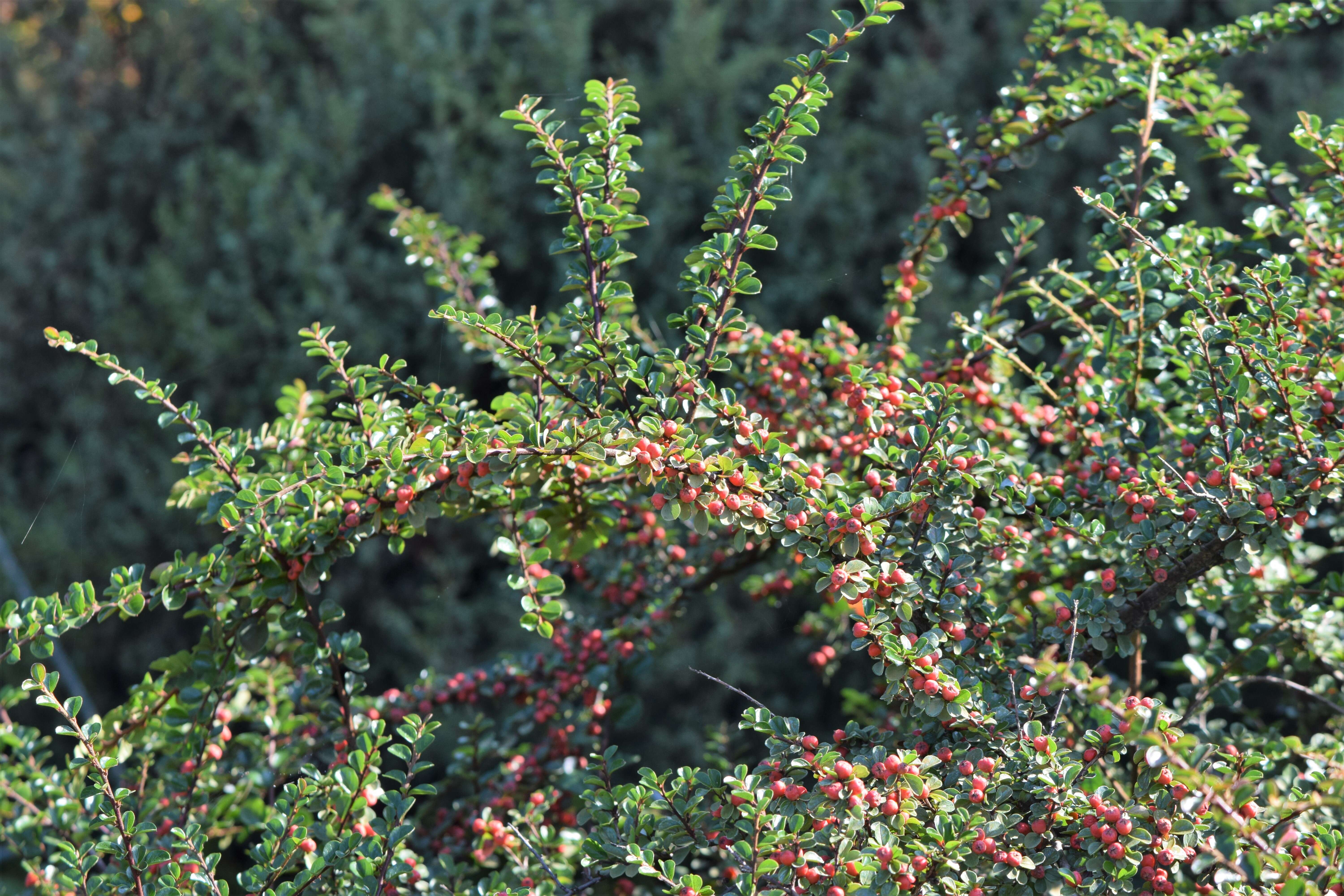 صورة Cotoneaster apiculatus Rehd. & E. H. Wilson