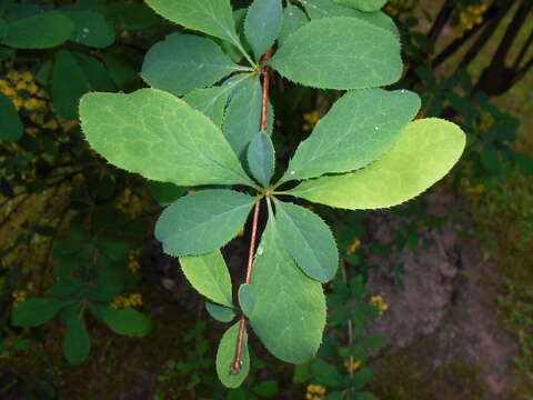 Image de Berberis lycium Royle