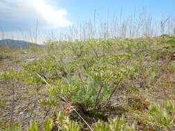 Image of bigseed biscuitroot