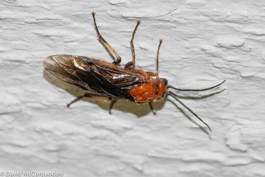 Image of Striped Alder Sawfly