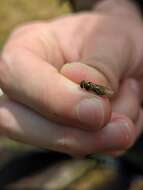 Image of Marmalade hoverfly