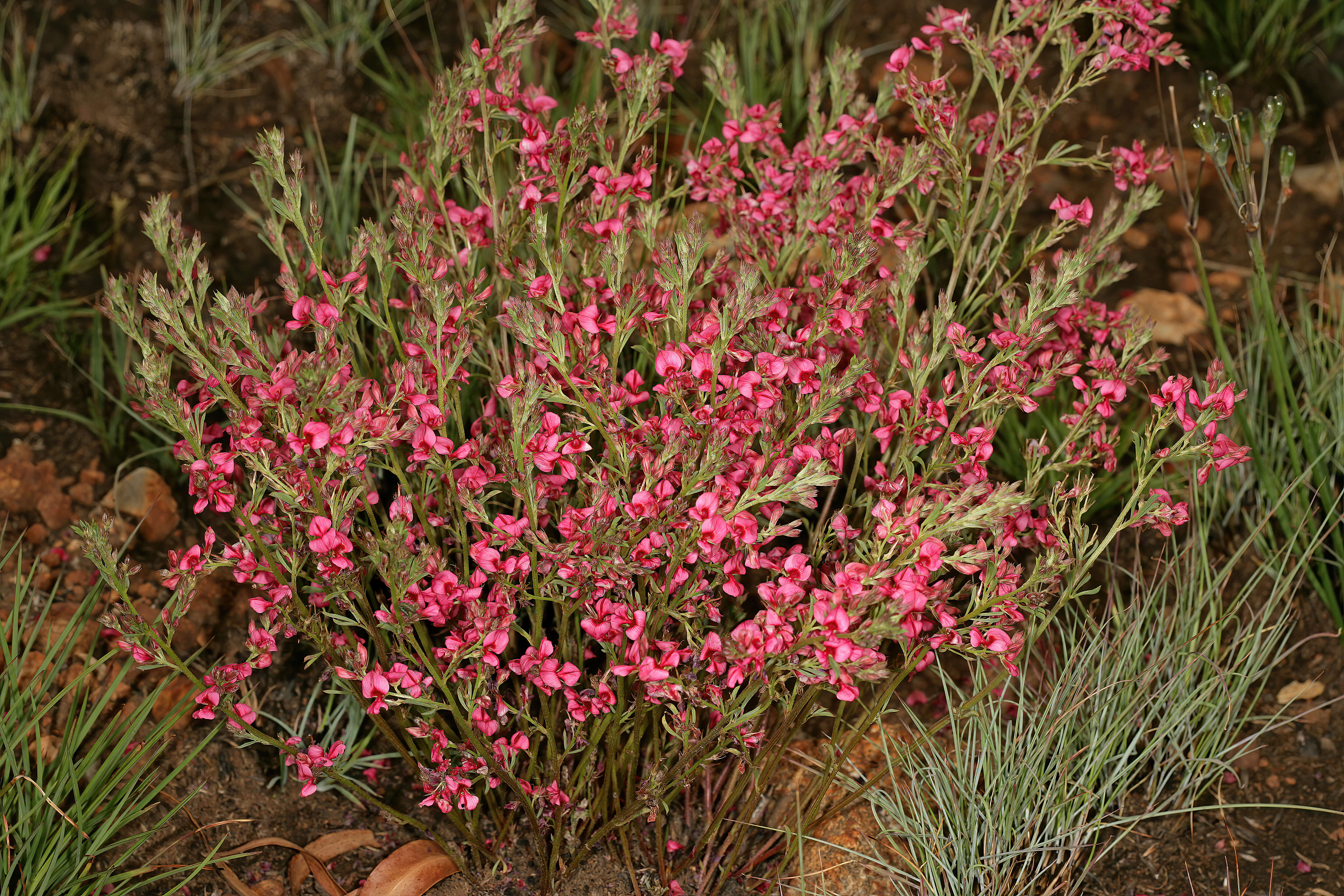 Imagem de Indigofera hilaris Eckl. & Zeyh.