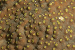 Image of Chinese lettuce coral