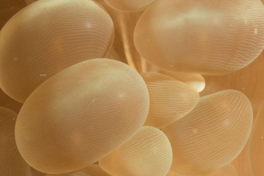 Image of Bubble coral