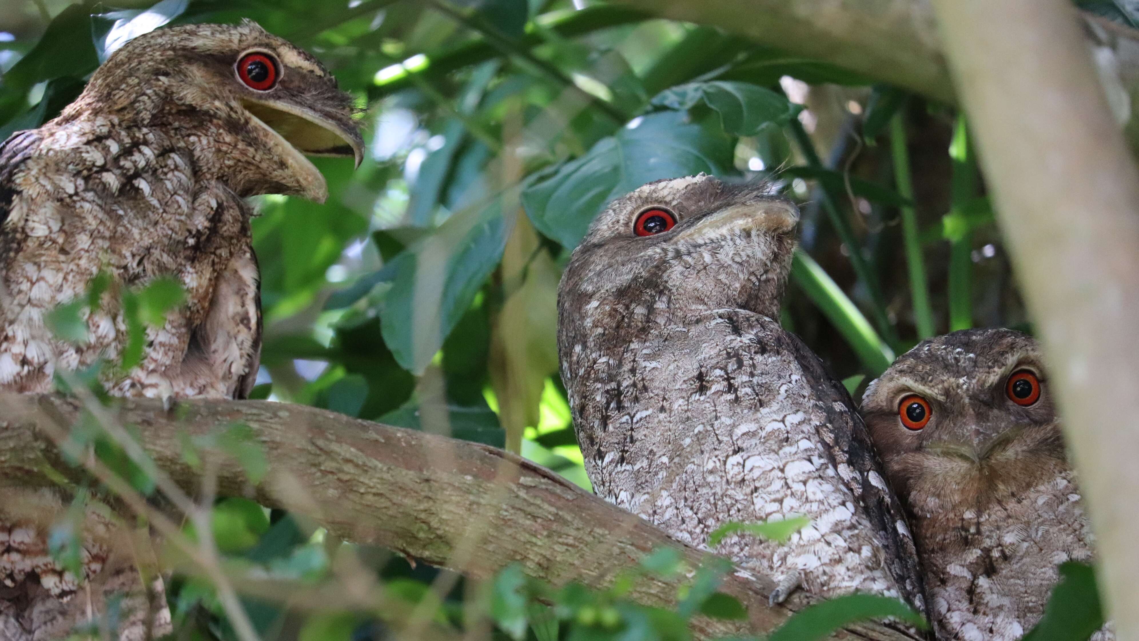 Image of Papuan Frogmouth