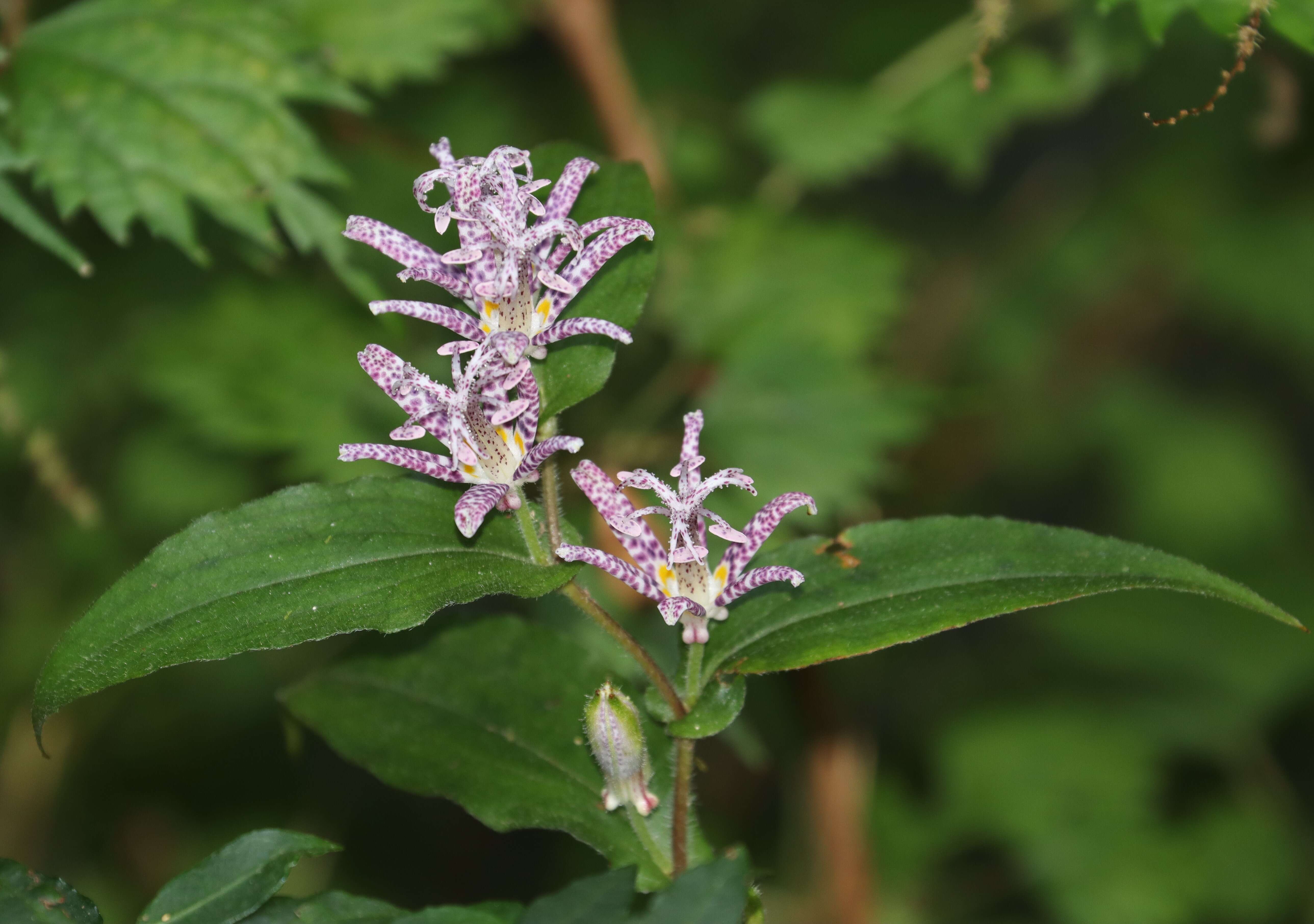 Image of toad lily