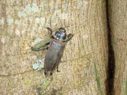 Image of <i>Euchroma giganteum</i>