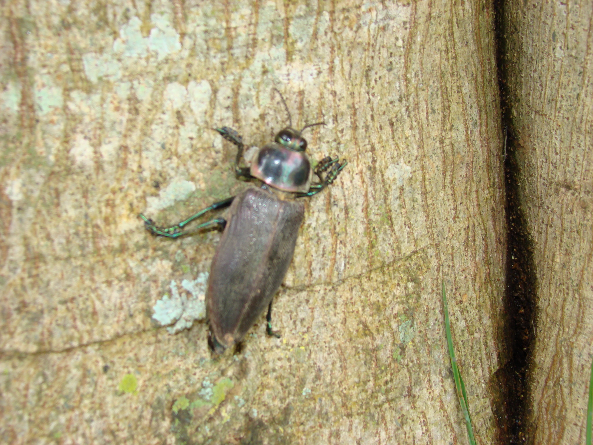 Image of <i>Euchroma giganteum</i>