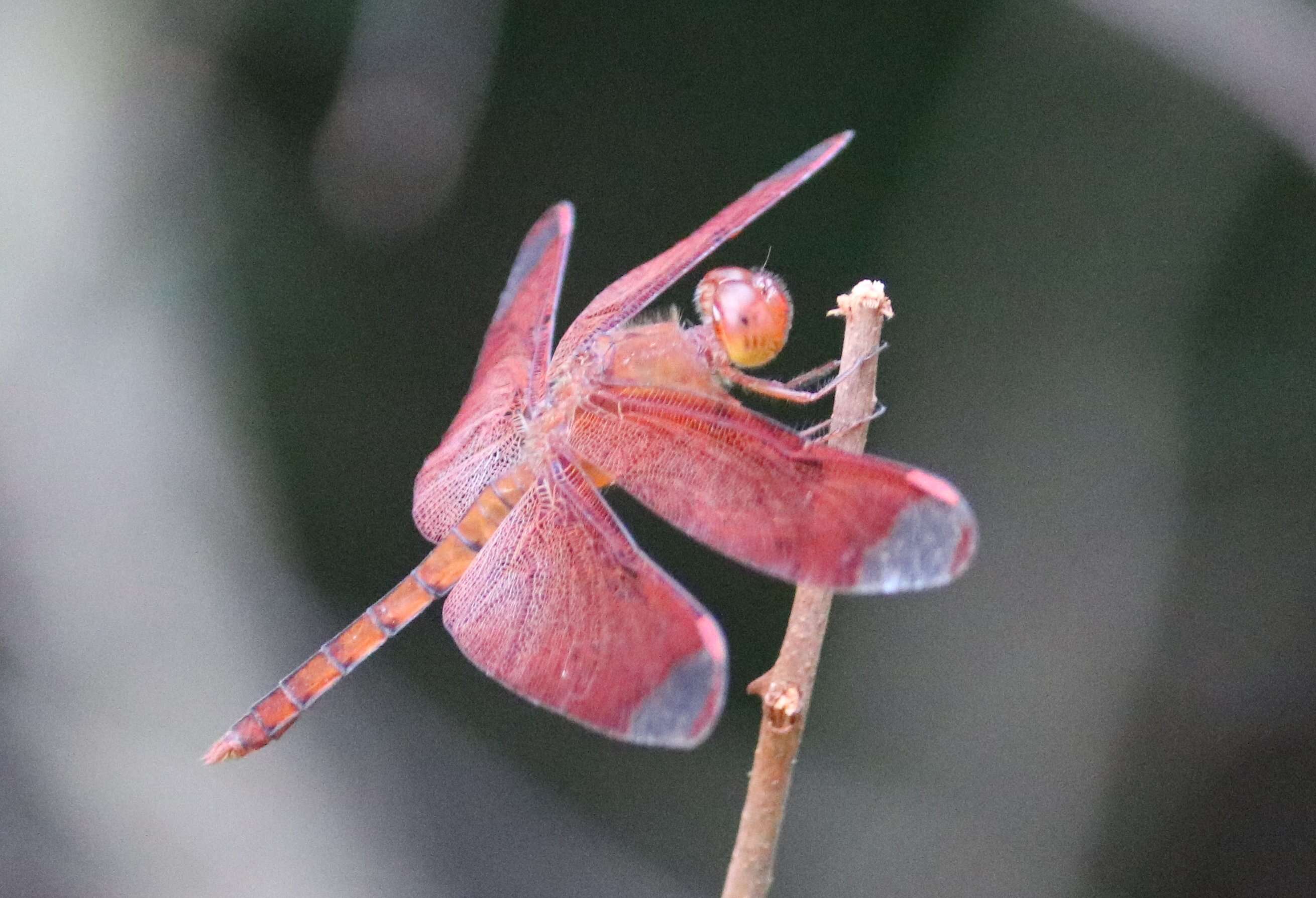 Image of Black Stream Glider