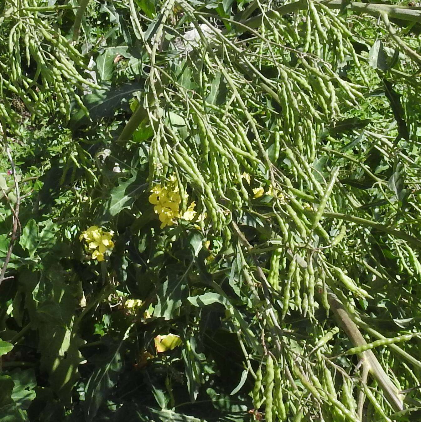 Plancia ëd Brassica rupestris Raf.