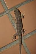 Image of Oriental Leaf-toed Gecko