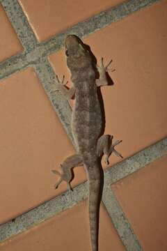 Image of Oriental Leaf-toed Gecko