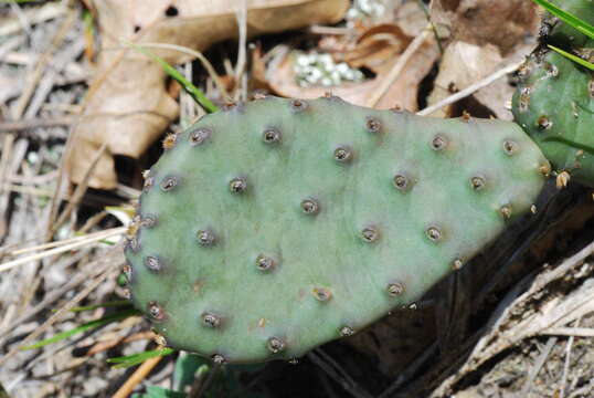 Image of Eastern Prickly Pear