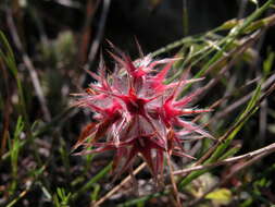 Image of star clover