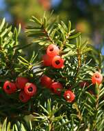 Image of Japanese Yew