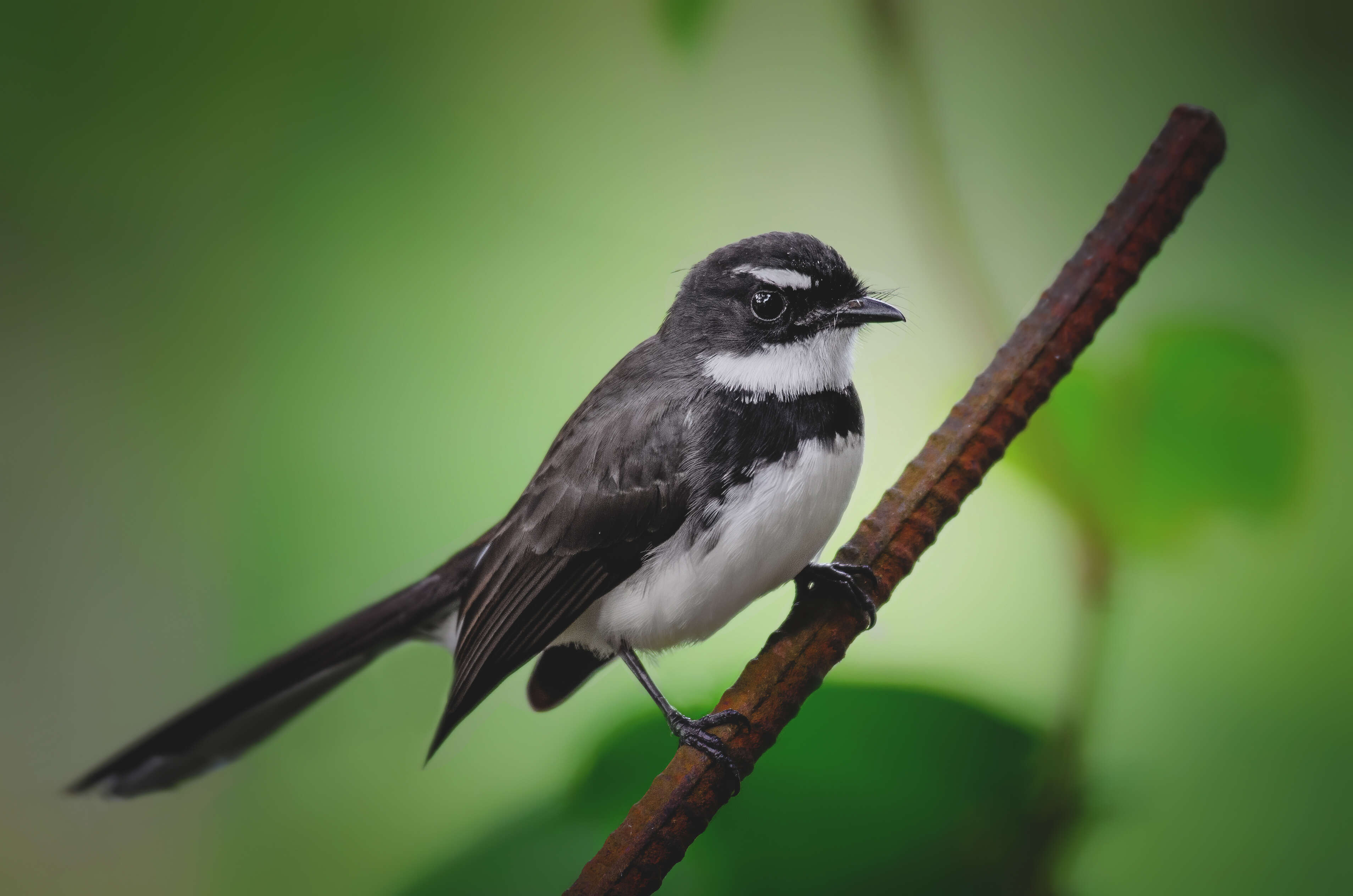 Image of Philippine Pied Fantail