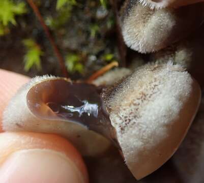 Image of Auricularia mesenterica (Dicks.) Pers. 1822