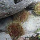 Image of Chilean sea urchin