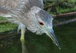 Image of Night Herons