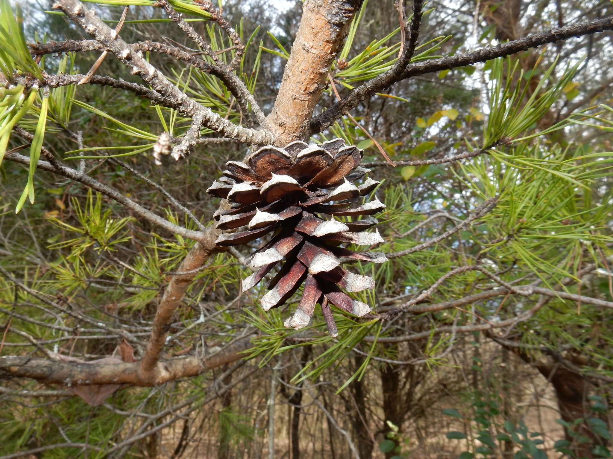 Image of <i>Pinus virginiana</i>