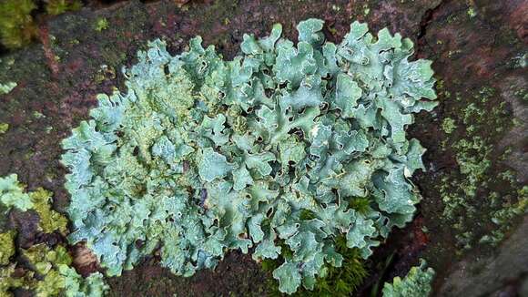 Image of Hammered shield lichen