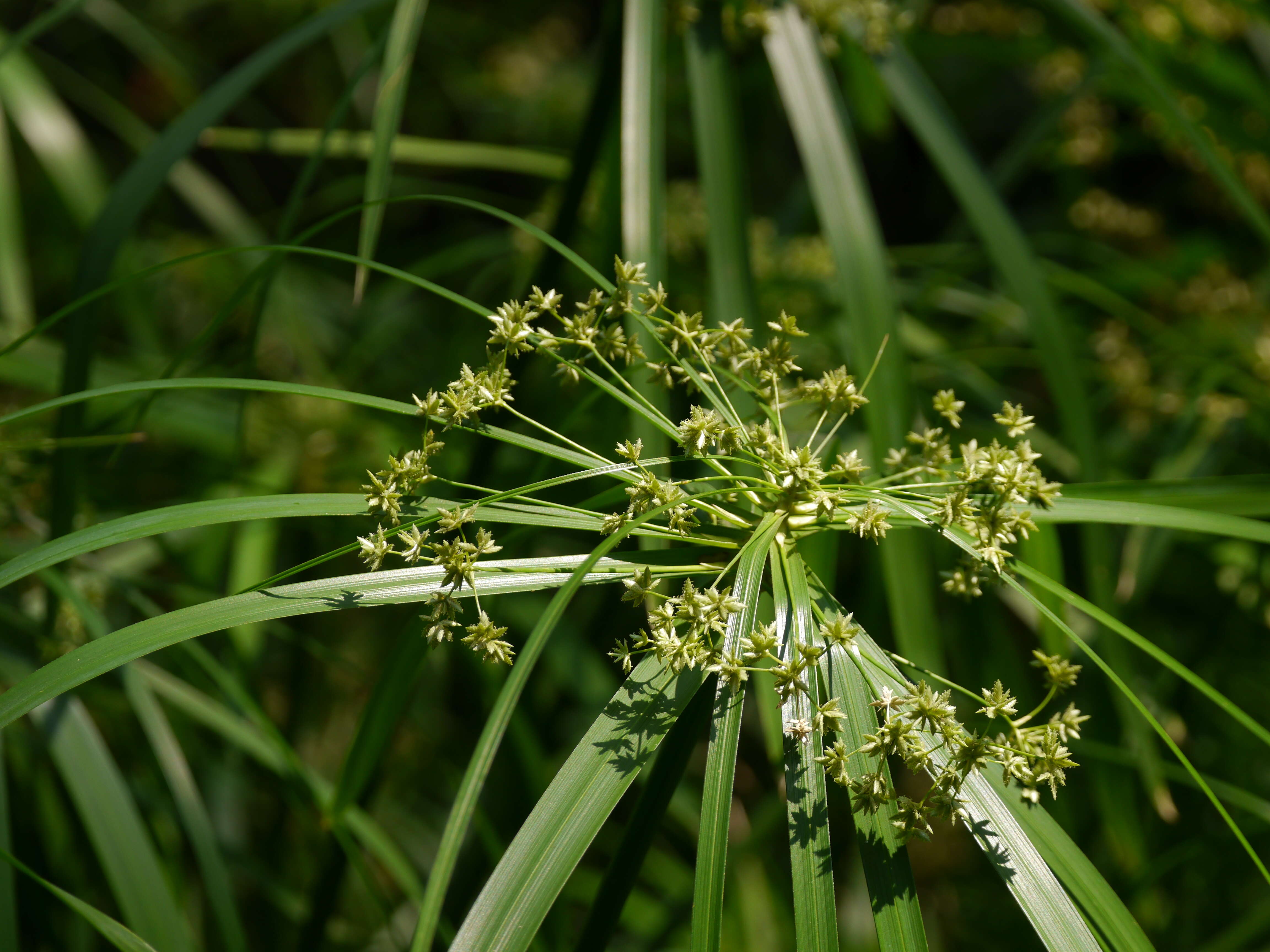 Sivun Cyperus alternifolius L. kuva