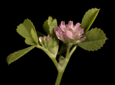 Image of woolly clover