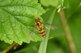 Image of Marmalade hoverfly