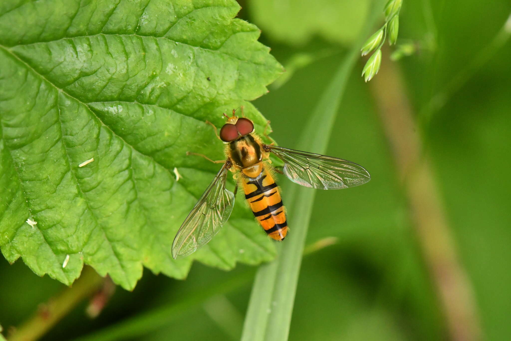 Image of Marmalade hoverfly