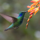 Image of hummingbirds